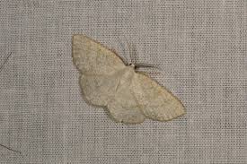 Attēlu rezultāti vaicājumam “Cabera exanthemata”