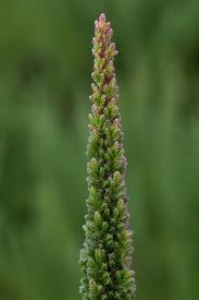 Attēlu rezultāti vaicājumam “Calluna vulgaris leaf”