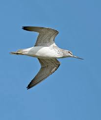 Attēlu rezultāti vaicājumam “Tringa nebularia”