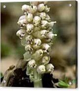 Attēlu rezultāti vaicājumam “Lathraea squamaria bud”