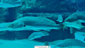 Image result for Argyrosomus inodorus