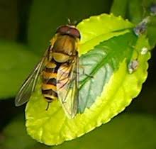 Attēlu rezultāti vaicājumam “Syrphus sp.”