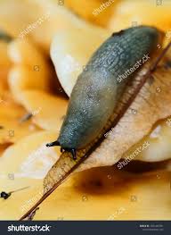 Attēlu rezultāti vaicājumam “Krynickillus melanocephalus”