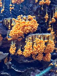 Attēlu rezultāti vaicājumam “Leocarpus fragilis stalked”