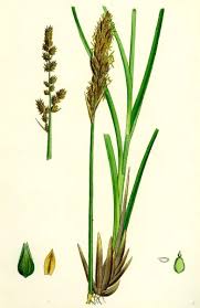 Attēlu rezultāti vaicājumam “Carex paniculata”