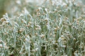 Attēlu rezultāti vaicājumam “Cladonia rangiferina”