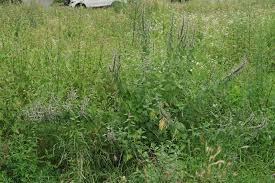 Attēlu rezultāti vaicājumam “Leonurus quinquelobatus flower”