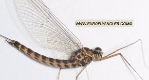 Attēlu rezultāti vaicājumam “Siphlonurus”