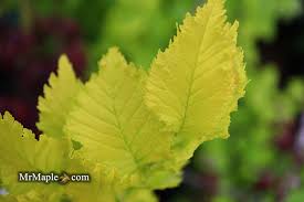 Attēlu rezultāti vaicājumam “Ulmus x hollandica”