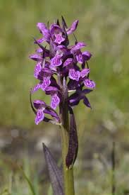 Attēlu rezultāti vaicājumam “Dactylorhiza cruenta”