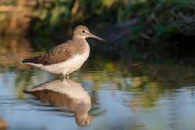 Attēlu rezultāti vaicājumam “Tringa ochropus”