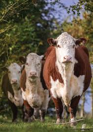 Image result for A J Activities, Herefordshire