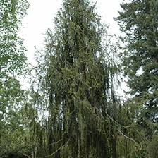 Attēlu rezultāti vaicājumam “Picea abies fo. virgata leaf”