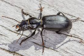 Attēlu rezultāti vaicājumam “Broscus cephalotes”