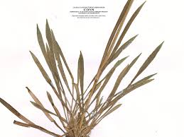 Attēlu rezultāti vaicājumam “Silene viscaria leaf”