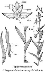 Attēlu rezultāti vaicājumam “Epipactis”