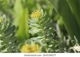 Attēlu rezultāti vaicājumam “Rhodiola rosea flower”