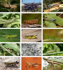 Attēlu rezultāti vaicājumam “Acrididae”