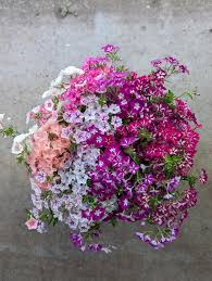 Image result for Phlox drummondii