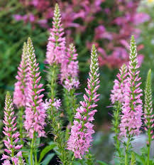 Attēlu rezultāti vaicājumam “Veronica spicata flower”