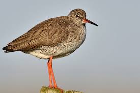 Attēlu rezultāti vaicājumam “Tringa totanus”