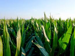 Attēlu rezultāti vaicājumam “Zea mays male flower”