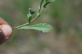 Attēlu rezultāti vaicājumam “Erigeron annuus leaf”
