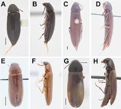 Attēlu rezultāti vaicājumam “Tetratomidae”