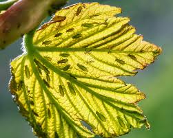 Attēlu rezultāti vaicājumam “Drepanosiphum platanoidis exuvia”