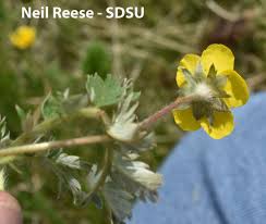 Attēlu rezultāti vaicājumam “Argentina anserina leaf”