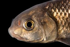 Image result for Carpiodes carpio