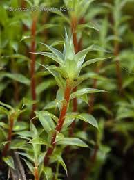 Attēlu rezultāti vaicājumam “Bryum pseudotriquetrum”