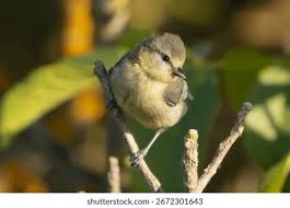 Attēlu rezultāti vaicājumam “Cyanistes caeruleus juvenile”