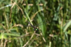 Attēlu rezultāti vaicājumam “Somatochlora flavomaculata”