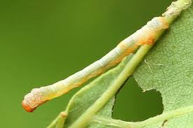 Attēlu rezultāti vaicājumam “Plagodis dolabraria”