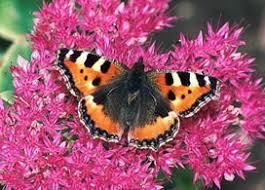 Attēlu rezultāti vaicājumam “Aglais urticae”