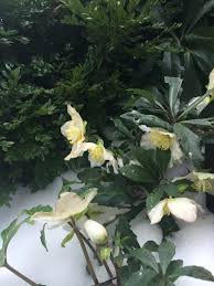 Attēlu rezultāti vaicājumam “Helleborus niger flower”