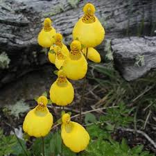 Image result for Calceolaria