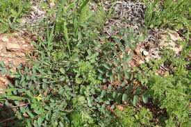 Attēlu rezultāti vaicājumam “Poterium sanguisorba”