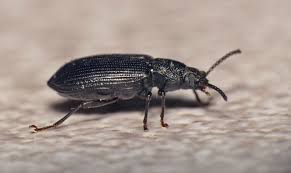 Attēlu rezultāti vaicājumam “Tenebrionidae”