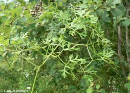 Attēlu rezultāti vaicājumam “Peucedanum oreoselinum flower”