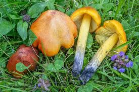 Attēlu rezultāti vaicājumam “Hygrocybe pseudoconica”