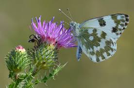 Attēlu rezultāti vaicājumam “Pontia edusa”