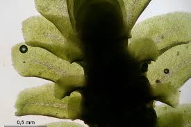 Attēlu rezultāti vaicājumam “Diplophyllum albicans”