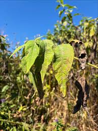 Attēlu rezultāti vaicājumam “Helianthus tuberosus leaf”