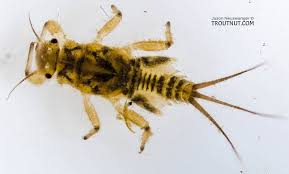 Attēlu rezultāti vaicājumam “Trioza dispar nymph”