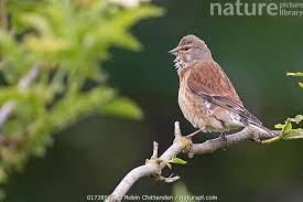 Attēlu rezultāti vaicājumam “Carduelis cannabina”