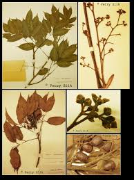 Attēlu rezultāti vaicājumam “Cribraria rubiginosa”