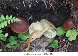 Attēlu rezultāti vaicājumam “Collybia sp.”