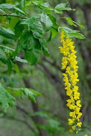 Attēlu rezultāti vaicājumam “Laburnum alpinum leaf”